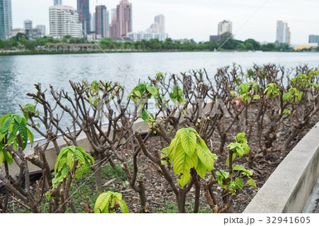 ムッセンダ（Mussaenda, Queen Sirikit） 32941605