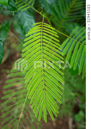 Acacia Pennata leaf closeup 32943183