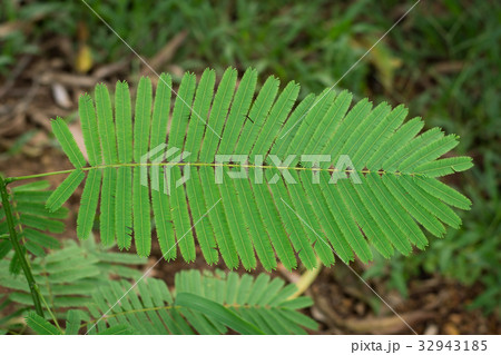 Acacia Pennata leaf closeup 32943185
