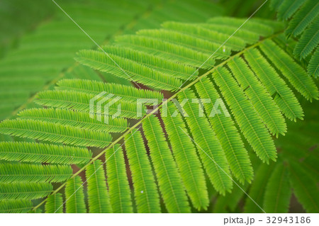 Acacia Pennata leaf closeup 32943186