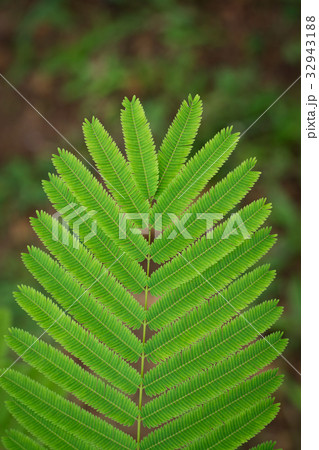 Acacia Pennata leaf closeup 32943188