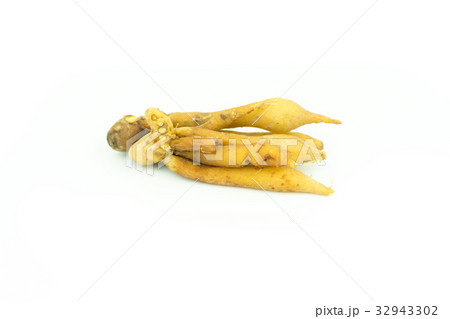 Fingerroot, Kaempfer, Boesenbergia isolate  32943302