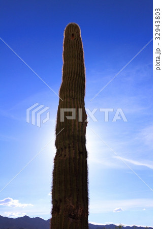 アメリカ・ネバダ州、ラスベガス近くのLake Mead Visitor Centerのサボテン 32943803