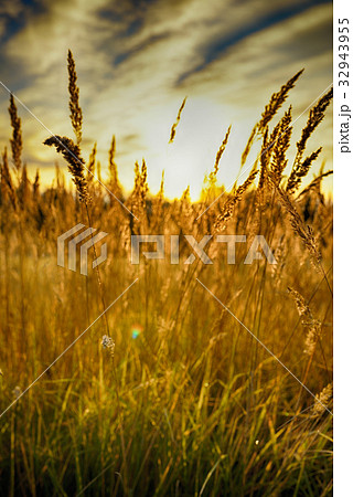 Rye (wheat) in the rays of the setting sun 32943955
