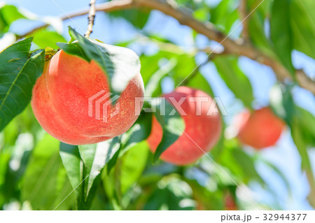 peach 32944377