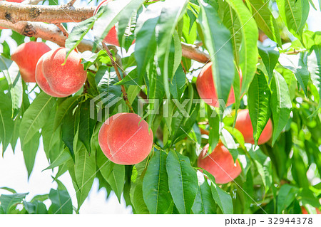 peach 32944378