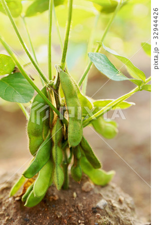 枝豆栽培 枝豆畑 枝豆の写真素材