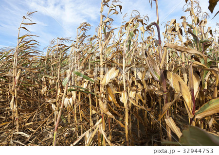 dry corn stalks 32944753