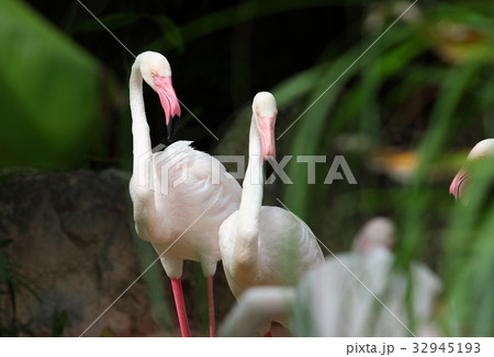 Greater Flamingo Greater Flamingo 32945193