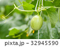 Young melons growing in greenhouse. 32945590