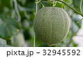 Young melons growing in greenhouse. 32945592