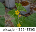Melon flowers growing in greenhouse. 32945593