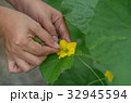 The farmer pollinating melons flower. 32945594