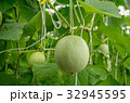 Young melons growing in greenhouse. 32945595