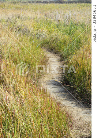 南洞 湿地 自然 32945631