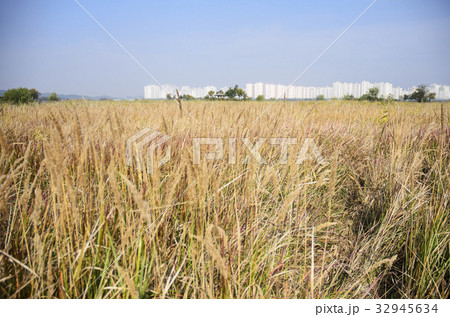 屋外 室外 風景 32945634