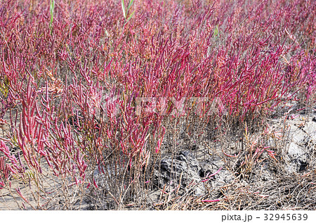 植物 南洞 仁川 32945639