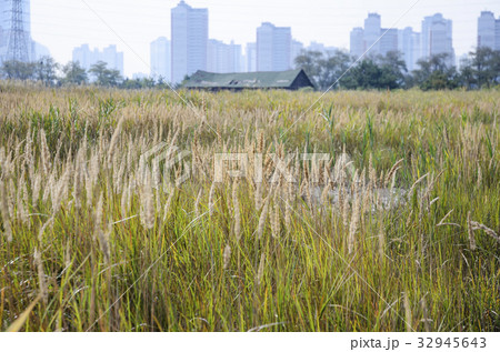 自然 植物 南洞 32945643