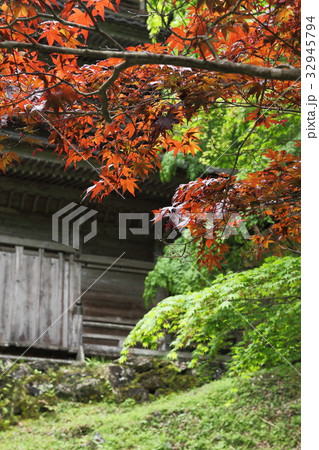 高源寺の春紅葉 32945794