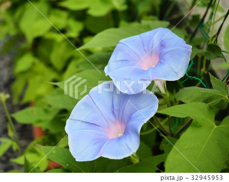 アサガオ　朝顔　夏 32945953