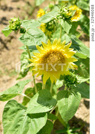 ひまわり モネ 夏の風景 ひまわり モネ 夏の風景 32946088