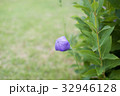 桔梗の蕾 32946128