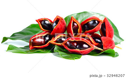 sweet chestnuts (Sterculia monosperma) on white sweet chestnuts (Sterculia monosperma) on white 32946207