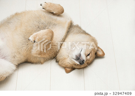仰向けの柴犬 32947409