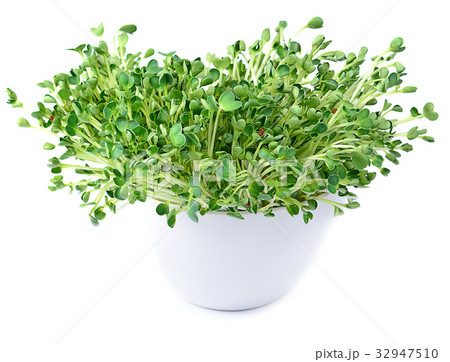 kaiware sprout, japanese vegetable or watercress  32947510