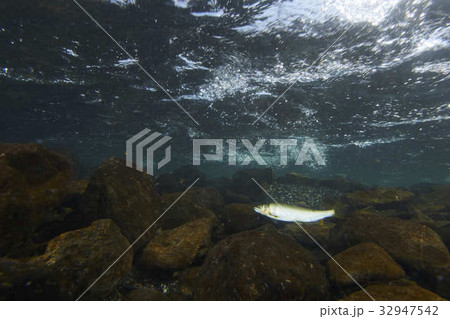 鮎-06 鮎-06 32947542