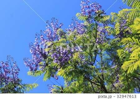 ジャカランダの花 32947613