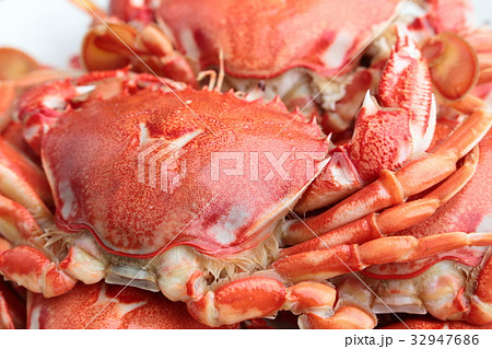 ヒラツメガニ ヒラツメガニ 32947686