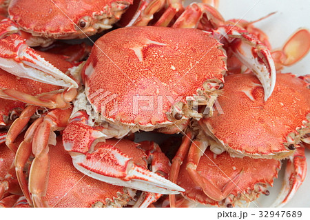 ヒラツメガニ 32947689