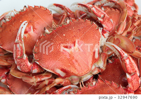 ヒラツメガニ 32947690