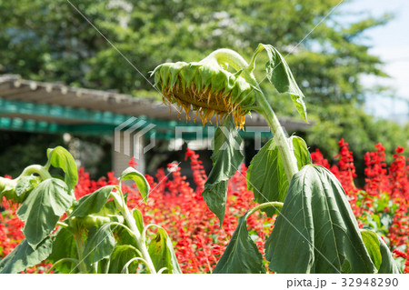 枯れたひまわり 枯れたひまわり 32948290
