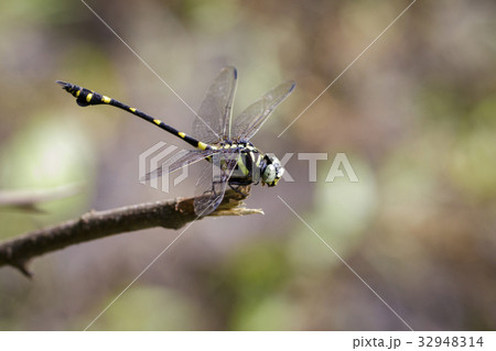 Image of a Dragonfly (Ictinogomphus Decoratus). 32948314