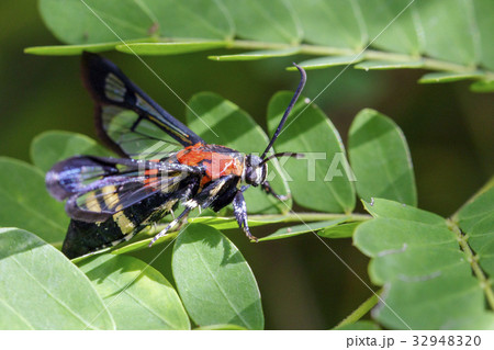 Image of Wasp moth on green leaves. Image of Wasp moth on green leaves. 32948320