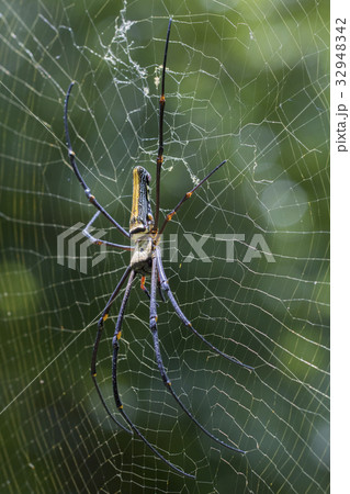 Image of Spider Nephila Maculata. 32948342