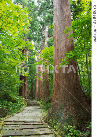 羽黒山杉並木 羽黒山杉並木 32948635