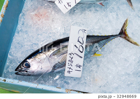 キハダマグロ 32948669