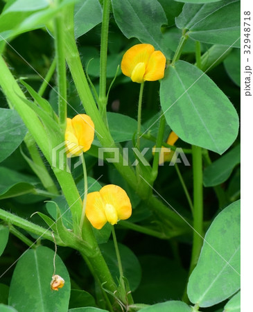 畑の落花生の花、クローズアップ 畑の落花生の花、クローズアップ 32948718