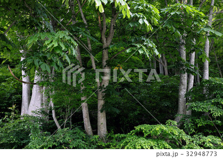 初夏の自然林　只見町 32948773