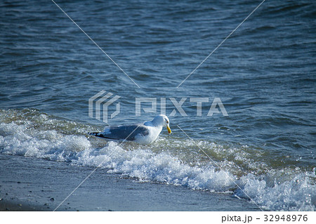 波打ち際のカモメ 波打ち際のカモメ 32948976