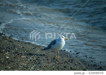 カモメ カモメ 32948979