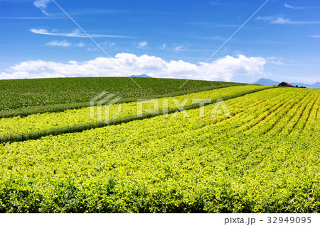 広大なる十勝 広大なる十勝 32949095