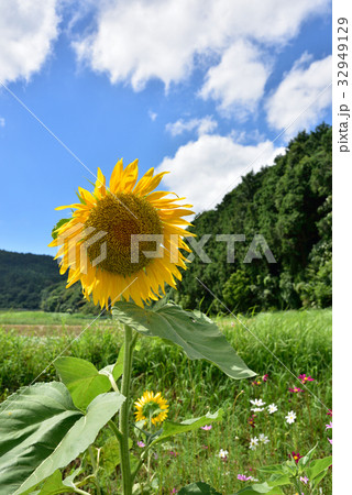 ひまわり 夏の風景 ひまわり 夏の風景 32949129