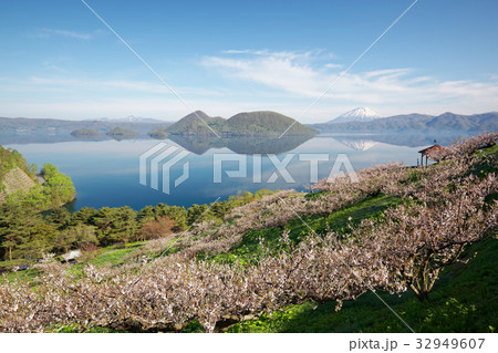 洞爺湖 壮瞥公園の梅の写真素材