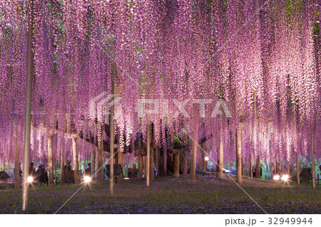 あしかがフラワーパークの大藤の夜景 32949944