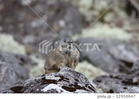 エゾナキウサギ 32950047