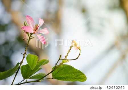 Mountain-ebony Kachnar is blooming on dry season 32950262